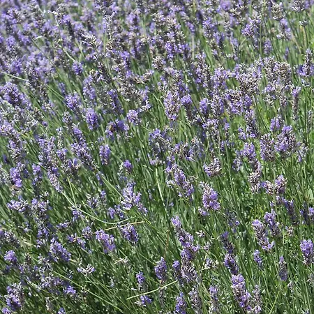 Karna By Mori Bozcaada * Bozcaada