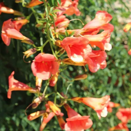 Karna By Mori Bozcaada