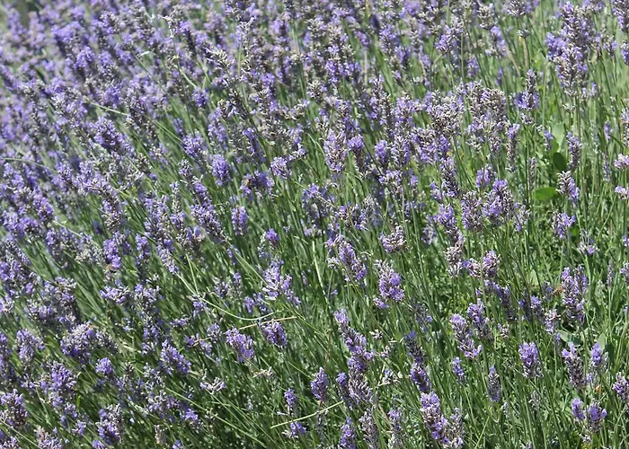 Karna By Mori Bozcaada * 博兹贾阿达岛