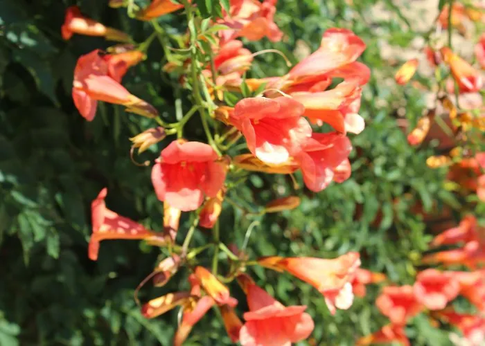 Karna By Mori Bozcaada